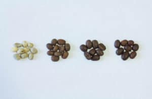 Different types of coffee roasts